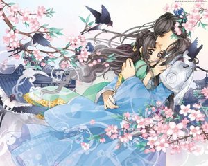 91含羞草研究